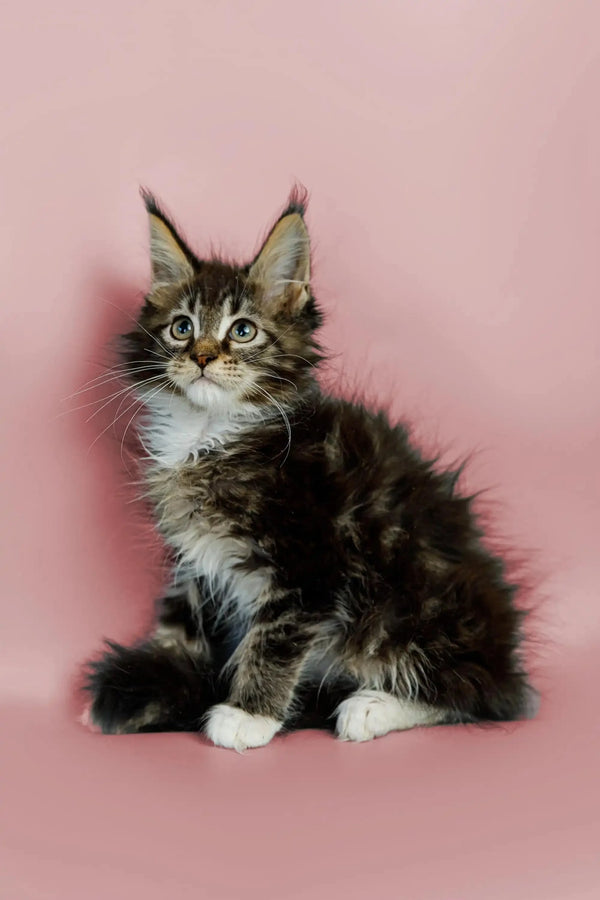 Fluffy Maine Coon kitten with ear tufts and tabby coat in Washington product