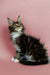 Fluffy Maine Coon kitten with ear tufts sitting attentively for Washington product