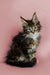 Fluffy Maine Coon kitten with ear tufts and alert look in Washington product photo