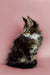 Fluffy Maine Coon kitten sitting upright, showcasing its long fur and adorable charm