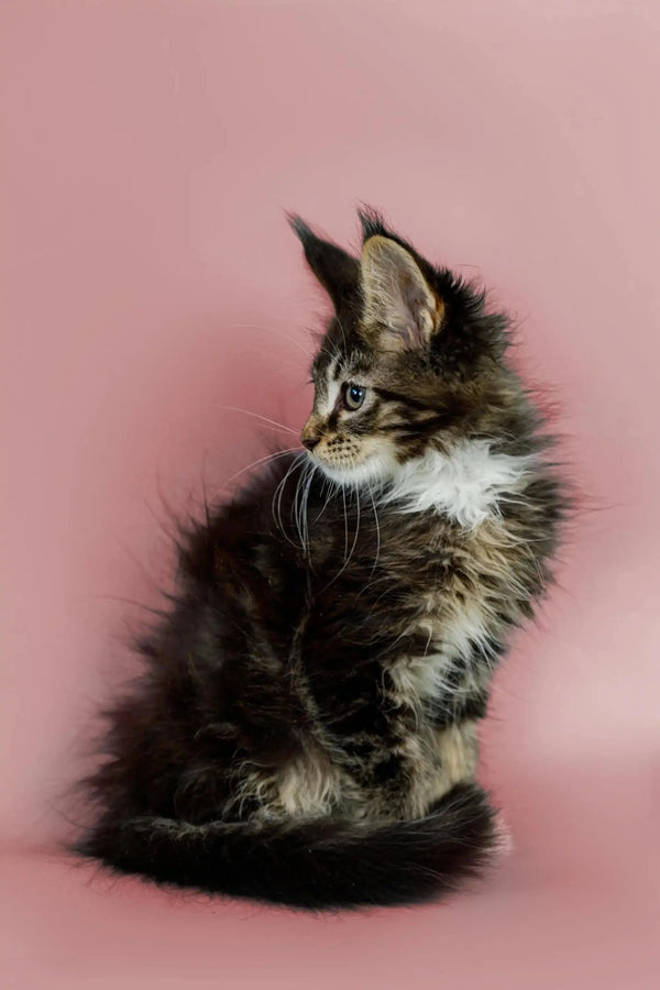 Fluffy Maine Coon kitten sitting upright, showcasing its long fur and adorable charm
