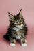 Fluffy Maine Coon kitten with alert eyes and tufted ears, perfect for any cat lover