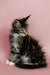 Fluffy Maine Coon kitten with white paws on a cute pink backdrop