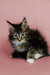 Fluffy Maine Coon kitten with wide eyes and tufted ears, perfect for cuddles