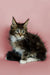 Fluffy Maine Coon kitten with long fur and alert expression, perfect for cuddles