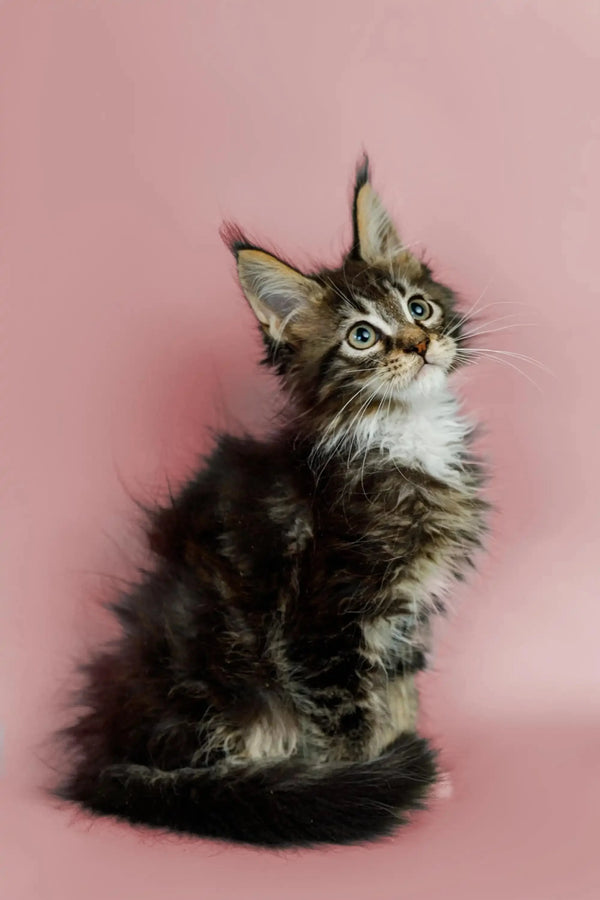 Fluffy Maine Coon kitten with wide eyes looking up, perfect for cute pet lovers