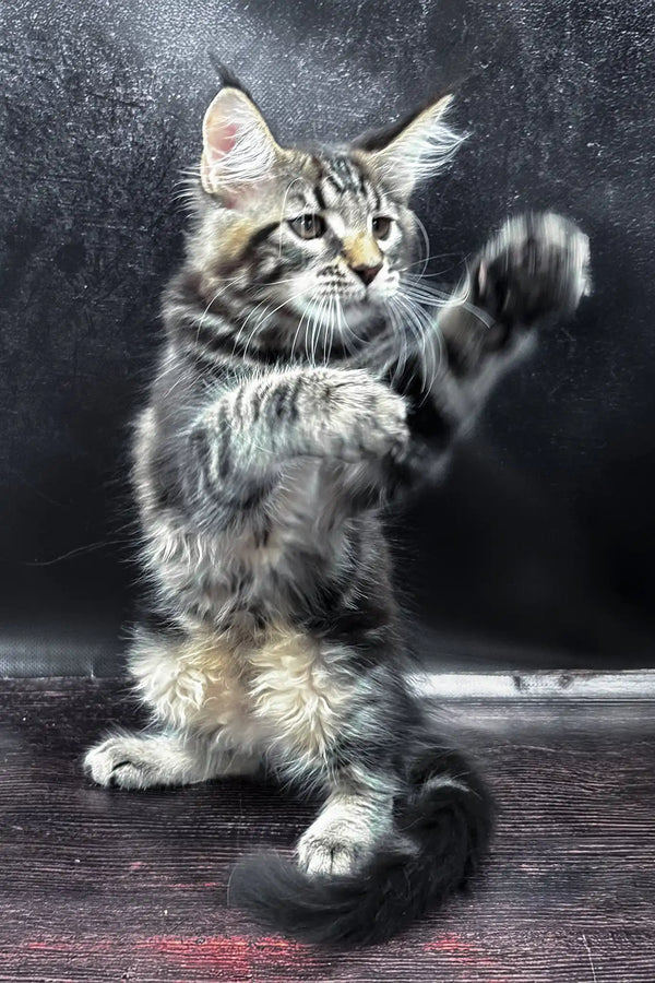 Wasilich | maine coon kitten