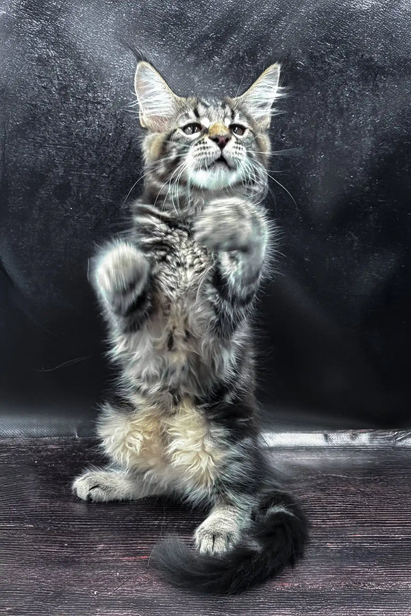 Wasilich | maine coon kitten