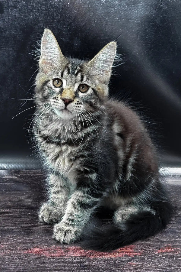 Wasilich | maine coon kitten