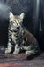 Wasilich | maine coon kitten
