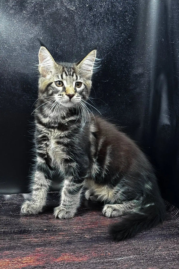 Wasilich | maine coon kitten