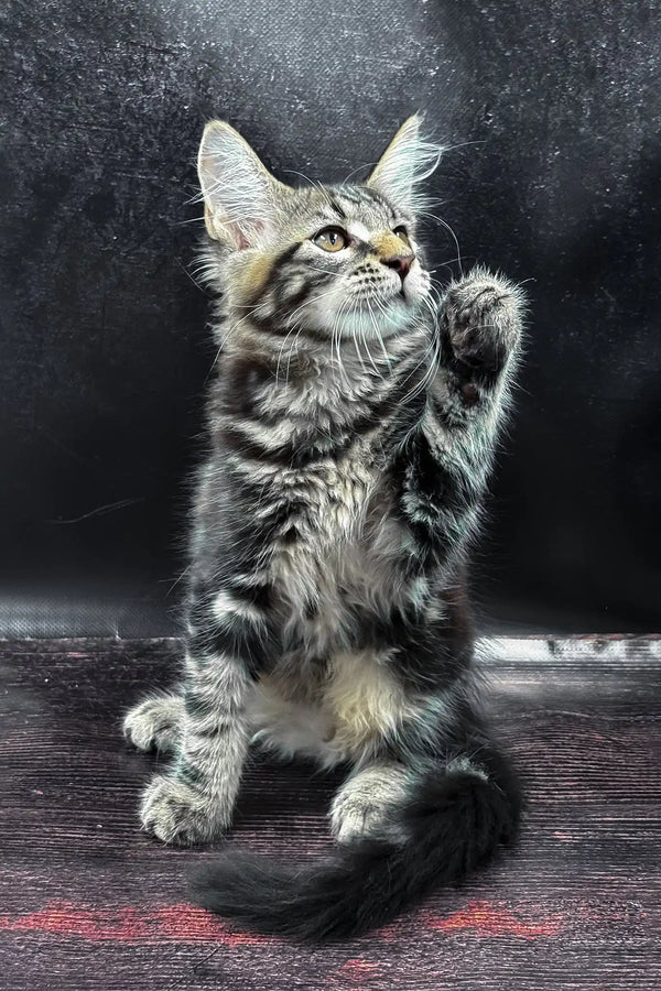 Wasilich | maine coon kitten