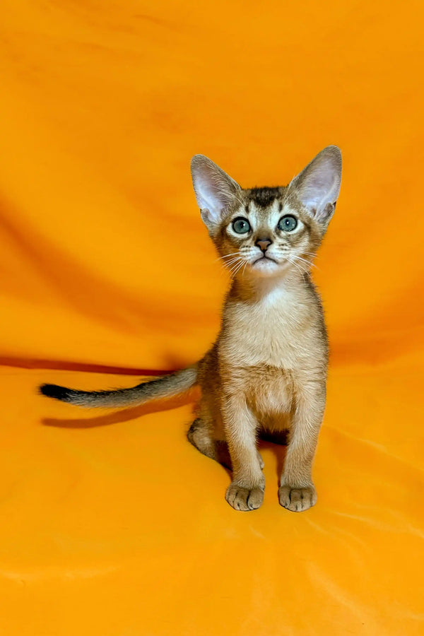 Abyssinian kitten with big ears and green eyes sitting pretty in Wassila product