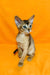 Abyssinian kitten with large ears and green eyes sitting upright, perfect for Wassila