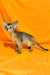 Abyssinian kitten showing off its big ears and slim body on an orange background