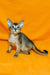 Abyssinian kitten with big ears on an orange background showcasing Wassila