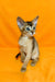 Abyssinian kitten with big ears and green eyes sitting upright in Wassila product