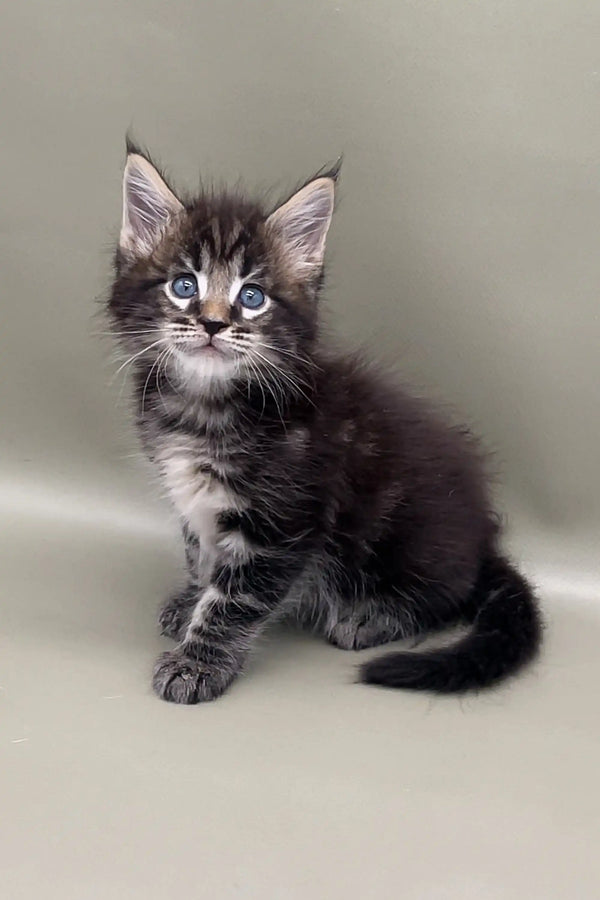 Fluffy gray and white Maine Coon kitten with bright blue eyes in Watan product