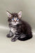 Adorable gray tabby Maine Coon kitten with bright blue eyes in Watan product