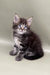 Adorable gray tabby Maine Coon kitten with bright blue eyes sitting upright