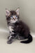 Fluffy gray tabby Maine Coon kitten with bright blue eyes from Watan