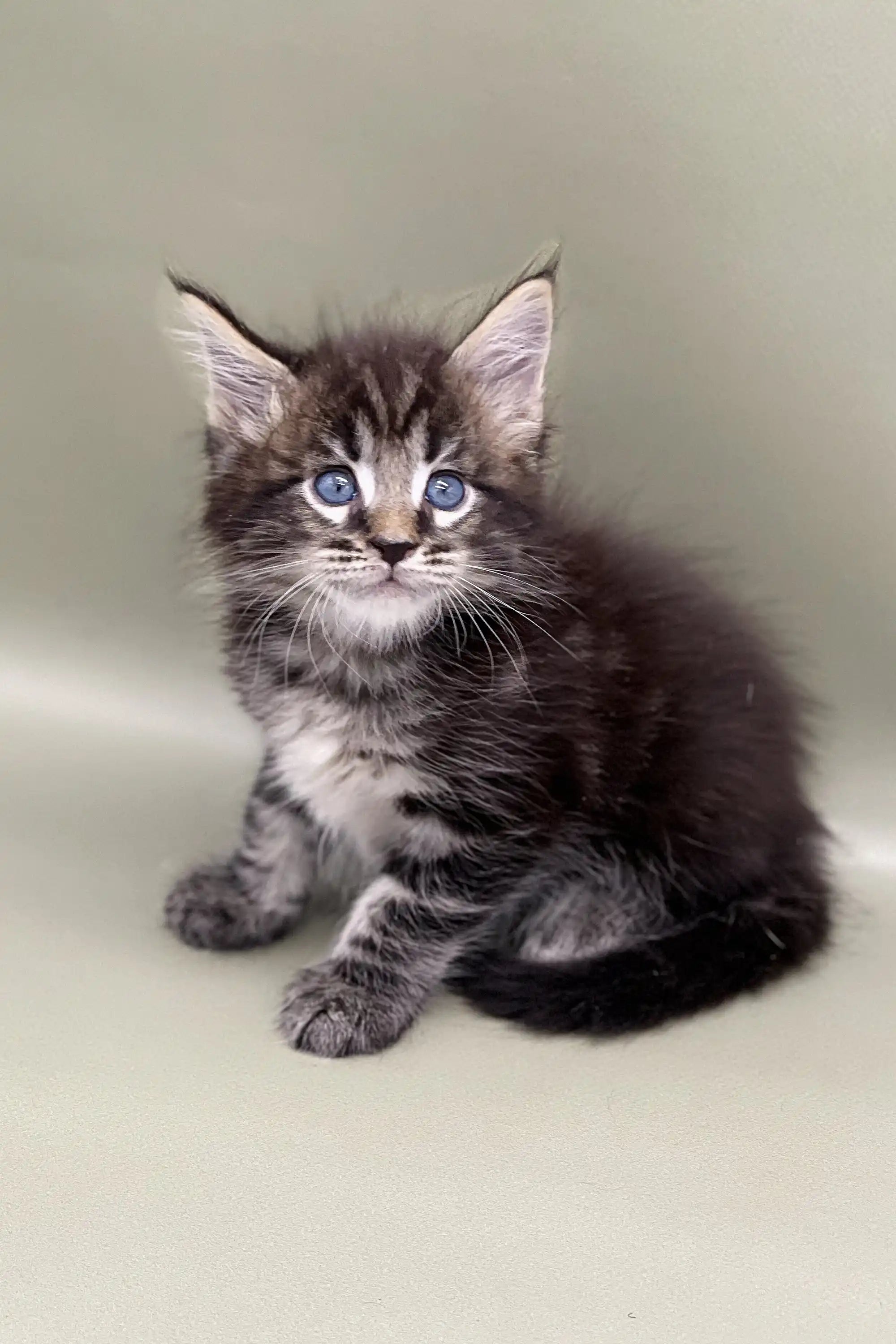 Maine Coon Kittens for Sale Watan | Kitten