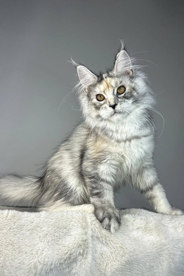 Waterlily | maine coon kitten