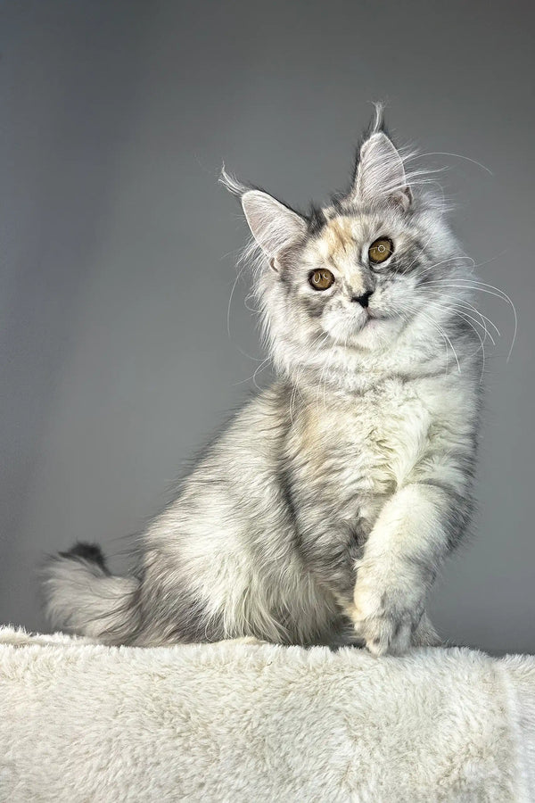 Waterlily | maine coon kitten