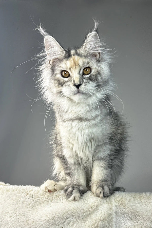 Waterlily | maine coon kitten