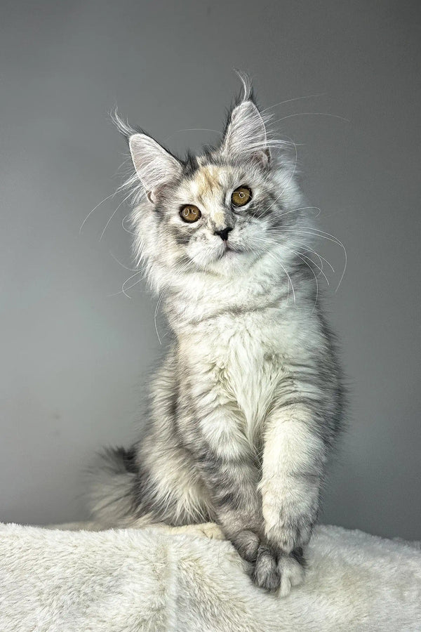 Waterlily | maine coon kitten