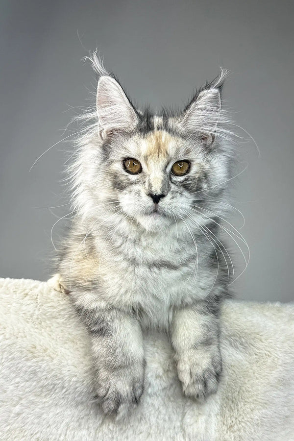 Waterlily | maine coon kitten