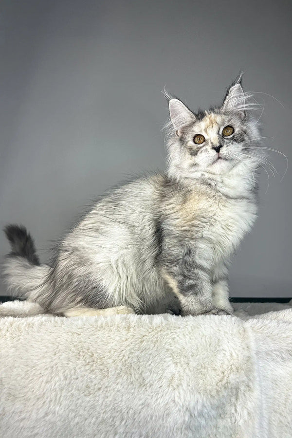 Waterlily | maine coon kitten
