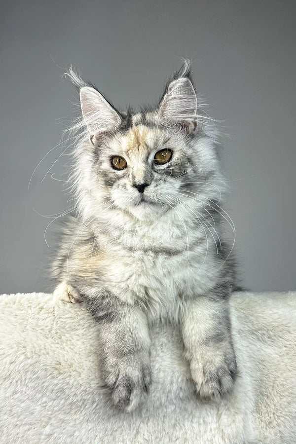 Waterlily | maine coon kitten