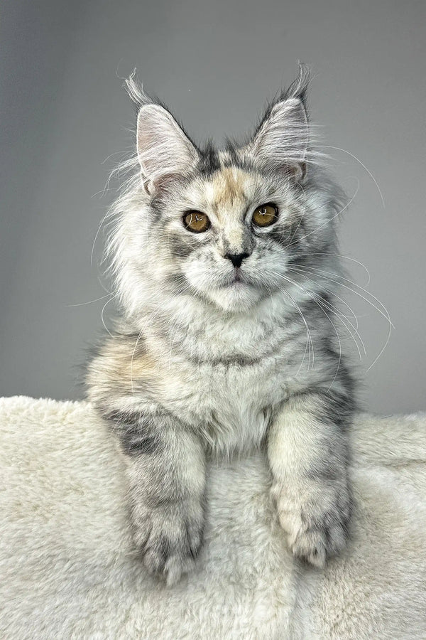 Waterlily | maine coon kitten