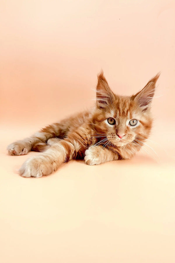 Watson | maine coon kitten