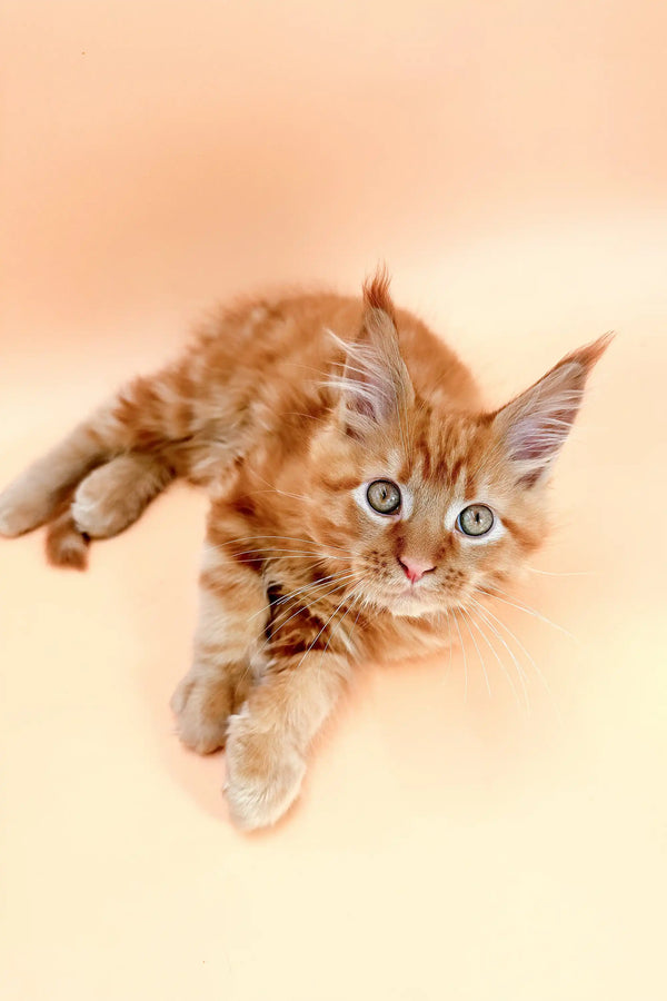 Watson | maine coon kitten