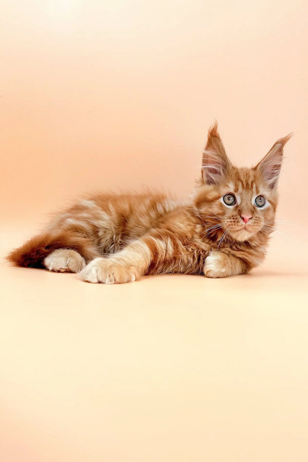 Watson | maine coon kitten