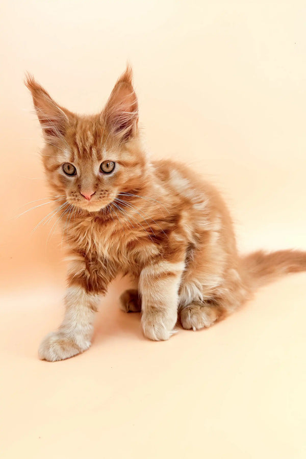 Watson | maine coon kitten