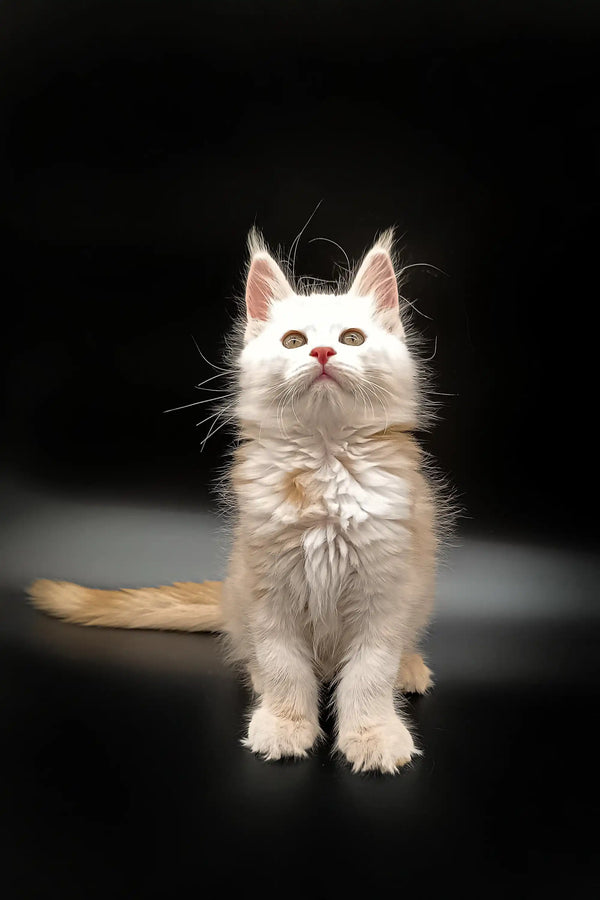 White fluffy Maine Coon kitten sitting upright with a curious look