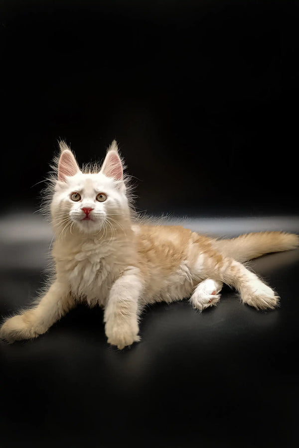 Cream-colored Maine Coon kitten with ear tufts lying on dark surface