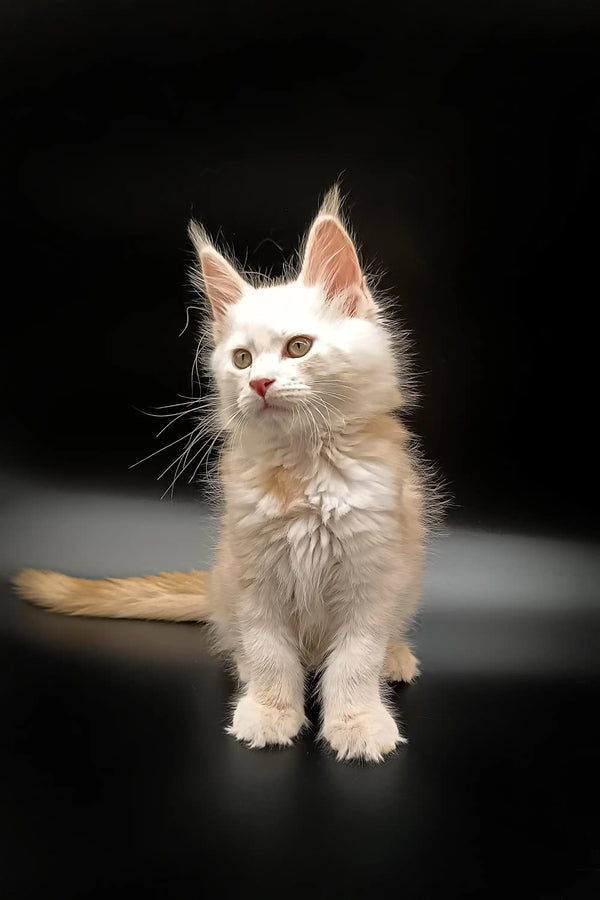 Adorable White Fluffy Maine Coon Kitten with Bright Eyes and Alert Ears