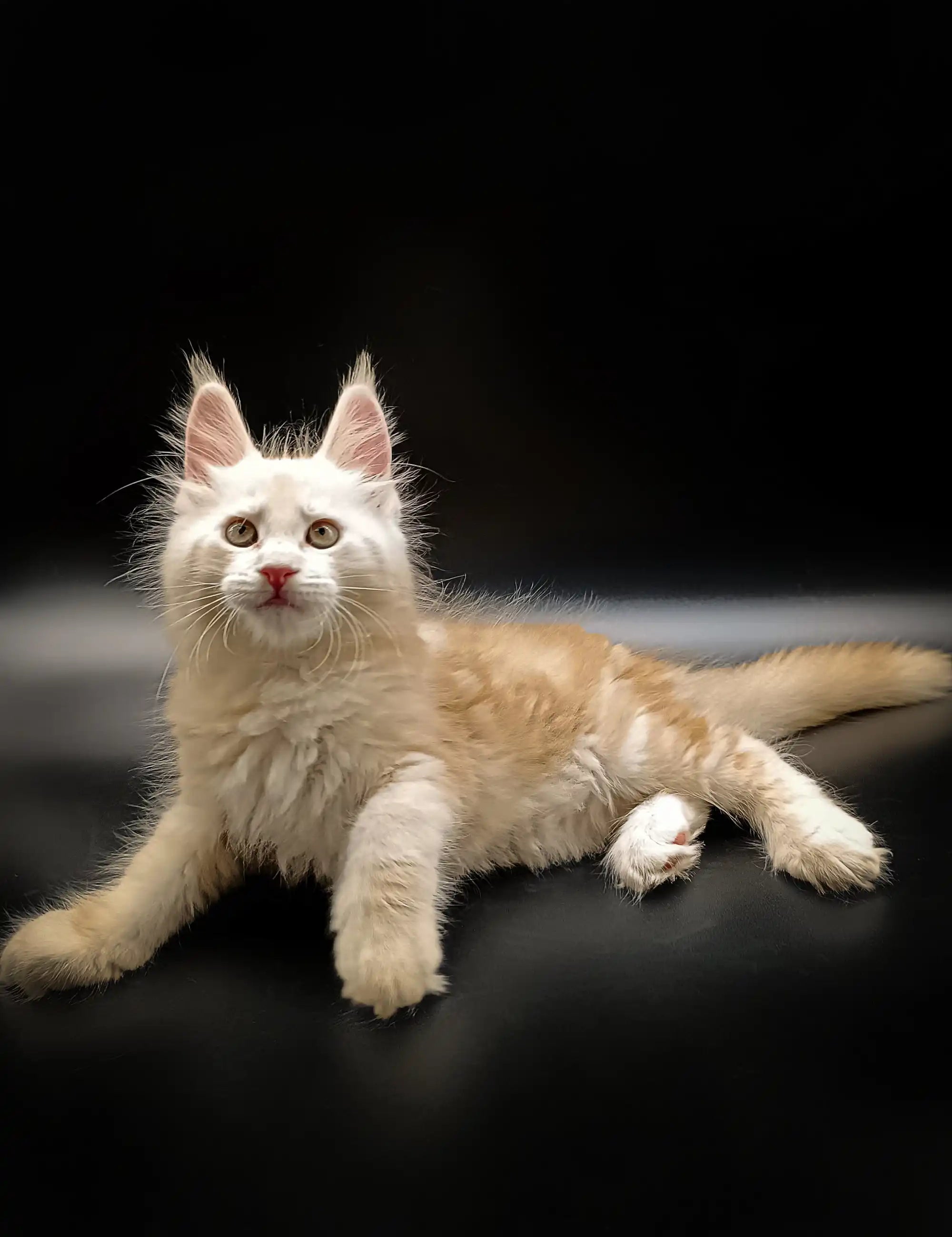 Maine Coon Kittens for Sale Watson | Kitten