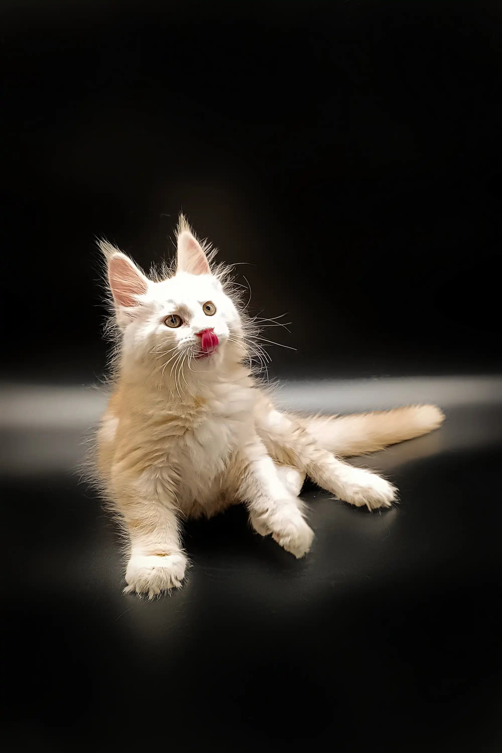 Maine Coon Kittens for Sale Watson | Kitten