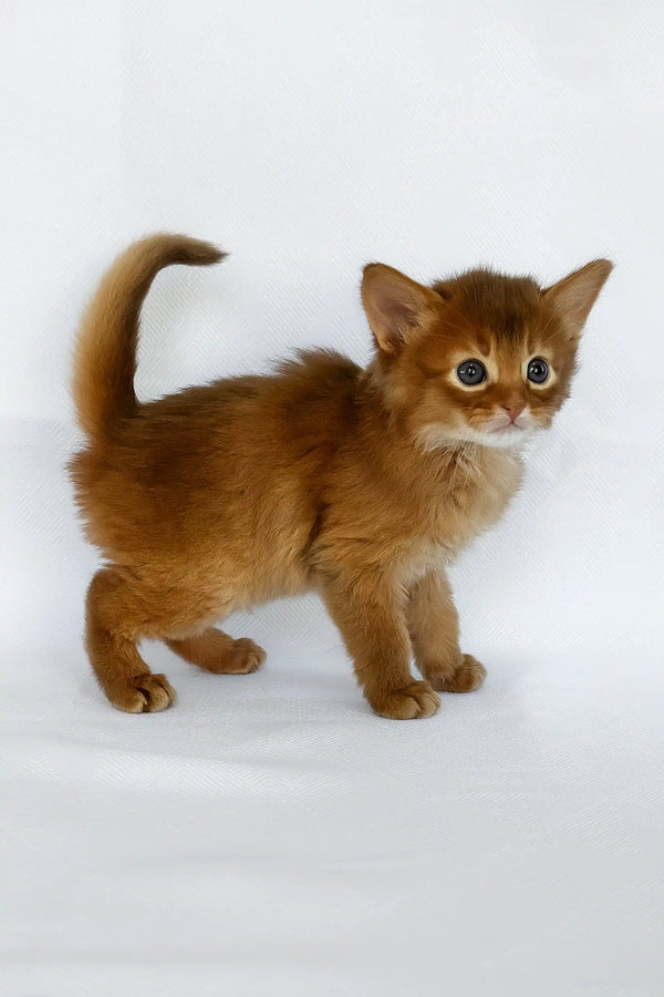 Watson | somali kitten