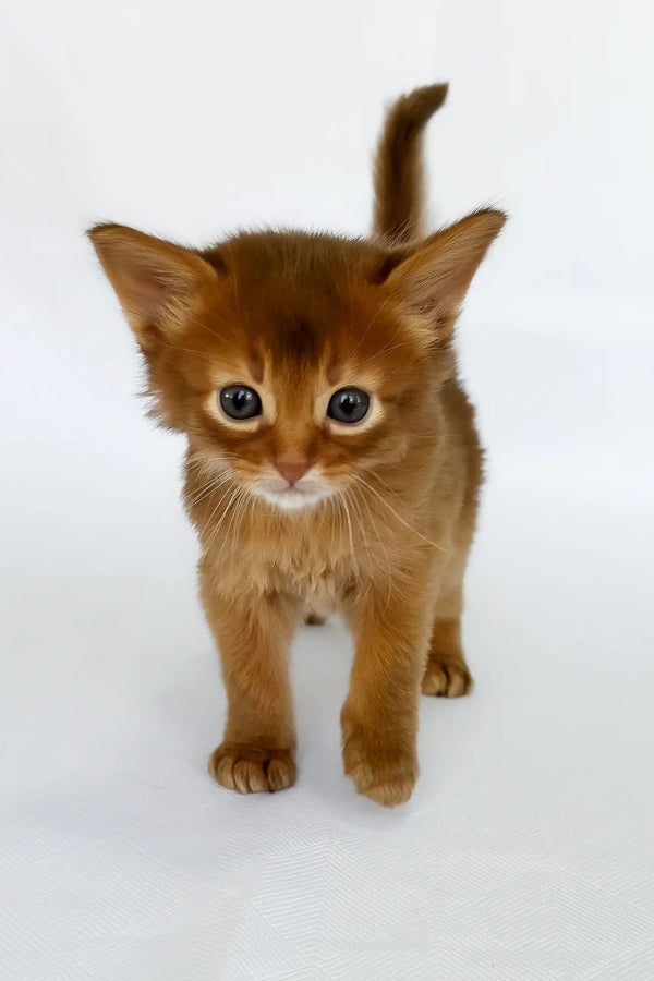 Watson | somali kitten
