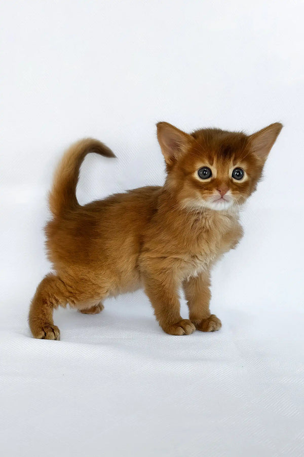 Watson | somali kitten