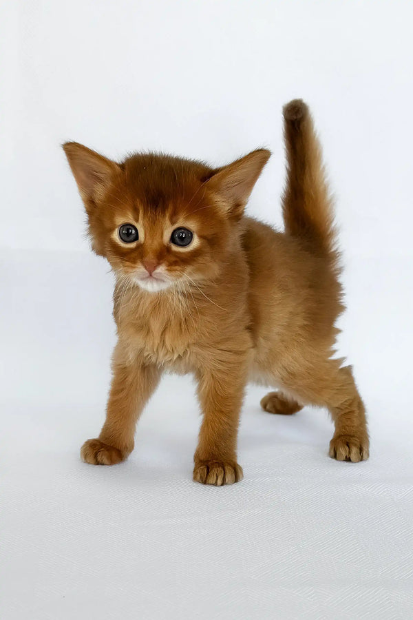 Watson | somali kitten
