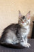 Gray and white Maine Coon kitten with ear tufts, from Wayland Maine Coon collection