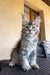 Gray tabby Maine Coon kitten Wayland with big ears and alert expression ready to play