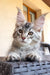 Gray and white Maine Coon kitten Wayland with ear tufts and an alert expression